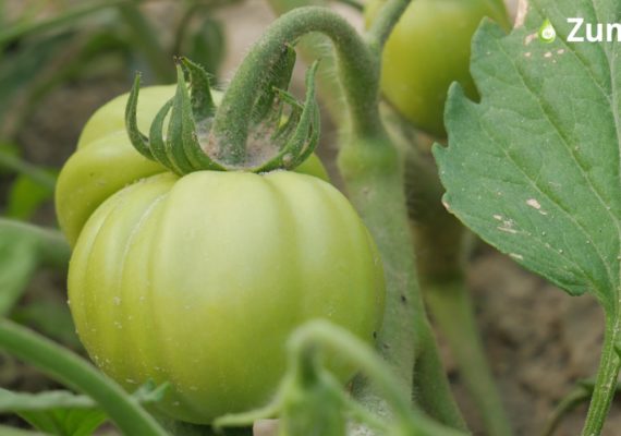 Taki duży pomidor, a minął zaledwie miesiąc od sadzenia. Efekt zastosowania ZumSilu i AdeSilu. Fot. Perma-Guard Agro