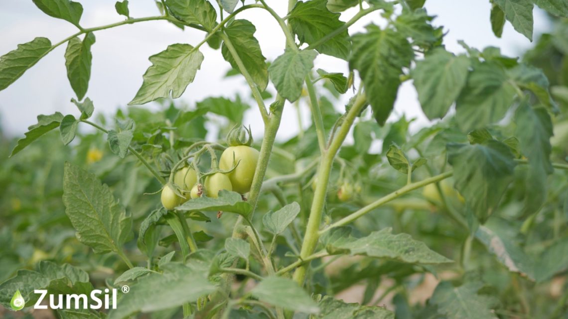 Uprawa pomidora nawożona ZumSilem i AdeSilem miesiąc po sadzeniu. Fot. Perma-Guard Agro