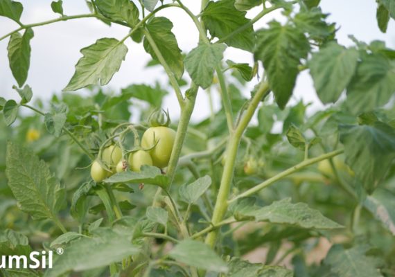 Uprawa pomidora nawożona ZumSilem i AdeSilem miesiąc po sadzeniu. Fot. Perma-Guard Agro