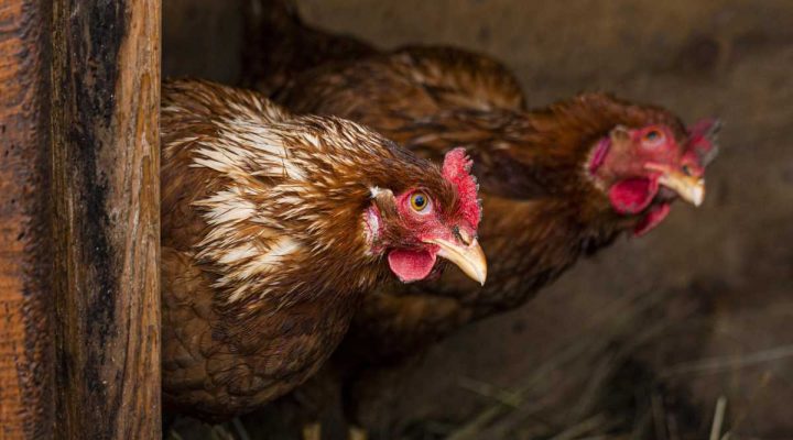 country lifestyle hens nest concept