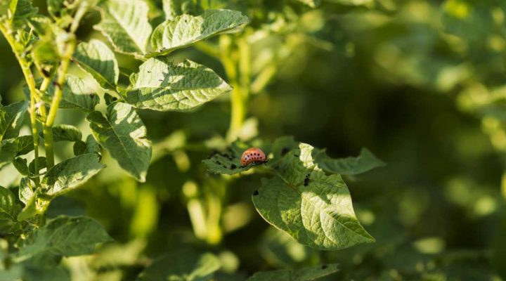 organic farming concept plants field